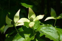 仁義をおぼえたいんですが仁義の切り方ですよ なかなか覚えられま Yahoo 知恵袋