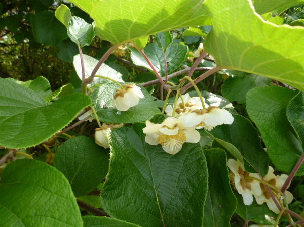 キウイの花ですが 写真の花は雌雄どちらでしょうか 一昨年は鈴 Yahoo 知恵袋