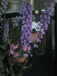 青紫色の花の名前おしえてください 長い茎に小さな花が並 Yahoo 知恵袋