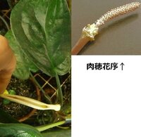 サトイモ科の植物の種類がわかりません 茎は匍匐します 花と肉 Yahoo 知恵袋