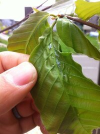 植えたブナの木から虫が発見されました 何者か知りたいです 害 Yahoo 知恵袋