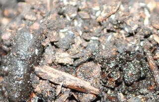 カブトムシのマットにわくこの虫 なんという虫でしょう Yahoo 知恵袋