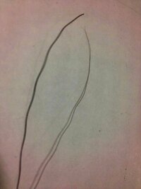 最近 このような髪の毛が頻繁に見つかるんです 波型にうねっていて 表面もザラザ Yahoo 知恵袋