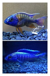 アフリカンシクリッドに詳しい方に質問です 最近 一度は飼育したいと Yahoo 知恵袋