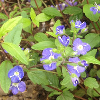 この植物の名前を教えてください グランドカバー 白い花 Yahoo 知恵袋