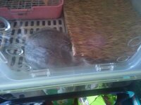 うさぎを飼って居る方にうさぎの寝方についての質問です わたしのペットの Yahoo 知恵袋