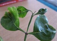 観葉植物の葉っぱの先が丸まってしまう 新しく出てきた葉っぱの先の Yahoo 知恵袋