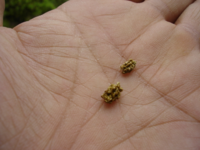 マンション在住 玄関脇の窓の外に図面に花台と記された棚があります この上の我が Yahoo 知恵袋