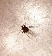 画像あり 注意して下さい 猫のダニ 家のダニ ２匹発見 潰したら血が Yahoo 知恵袋