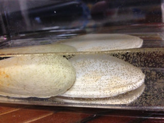 カクレガニ ピンノ が産卵し ゾエアになったのですが 先月