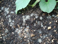 プランターでメロンを栽培中気づいたら土の上に白いふわふわした Yahoo 知恵袋