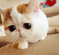 画像は中国で人気のあるという猫 ホンシャオパン 紅小胖 Yahoo 知恵袋