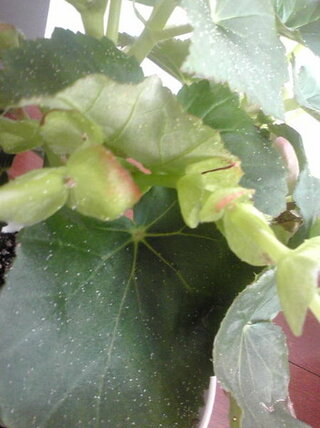 ベゴニアの葉の表明に細かい粉のようなツブツブが増えてきてしま Yahoo 知恵袋
