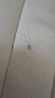 この蜘蛛 は何ですか イエユウレイグモの幼体かシモング Yahoo 知恵袋