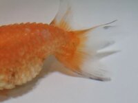 金魚が水槽の底に沈んで動かないです 病気ですか 出目金です Yahoo 知恵袋