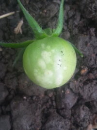 トマトの実にこのような痕がついているのですが カメムシなど虫 Yahoo 知恵袋