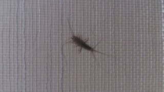 この写真の虫はなんという名前の虫ですか この写真は 自分の部屋の Yahoo 知恵袋