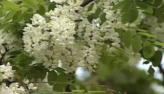 この花咲く木は何ですか アカシア系ですか 良く似た植物 Yahoo 知恵袋