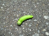 あまりに綺麗な蛍光黄緑で 写真を撮ったのですが このいも虫は何の幼虫でしょ Yahoo 知恵袋