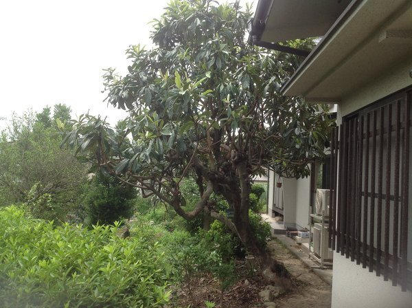 庭に植えているビワの木が実の収穫も大変なくらい大木になりまし 庭に植えているビワの木が実の収穫も大変なくらい大木になりまし