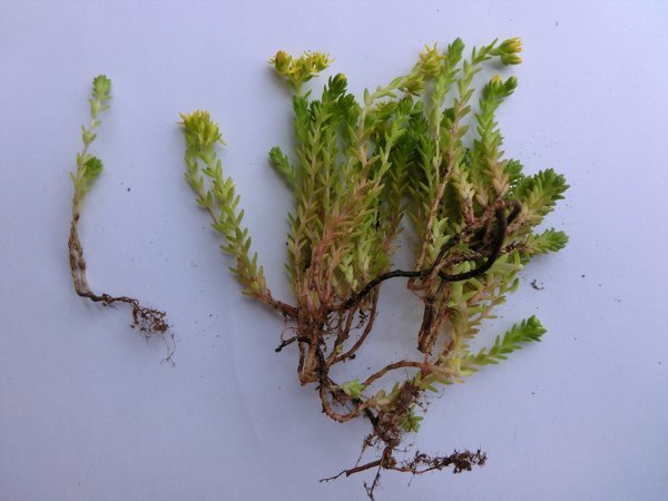 最近苔に興味を持ち始めました。この植物は「スギゴケ」でしょう ..., 画像サイズ:600x450