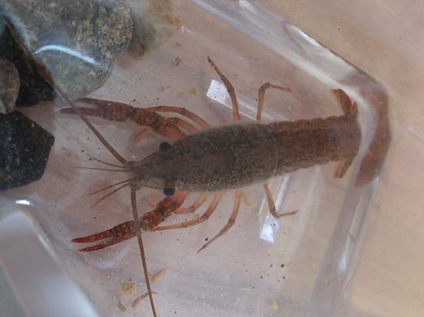 ザリガニを飼って１０日ほどになります このザリガニは少 Yahoo 知恵袋