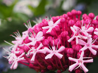 昨年鉢植えの赤い紫陽花を頂き８月頃花壇に植え今花が咲いています Yahoo 知恵袋