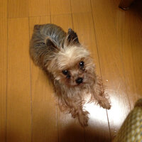 キヨ さんがジョジョラビットのヨーキーの話をして動画ってわかる方いません Yahoo 知恵袋