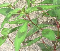 この植物の名前を教えてください 葉っぱの中央に黒い模様 Yahoo 知恵袋