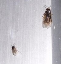 今朝方、二階窓枠付近から羽根アリらしき物が大量発生していまし