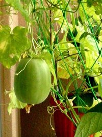 瓜科の植物なのですが これはなんでしょうか 果物のウリということ Yahoo 知恵袋