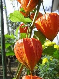 花火大会や夏祭り以外で 浴衣を着る機会はありますか まったくない Yahoo 知恵袋