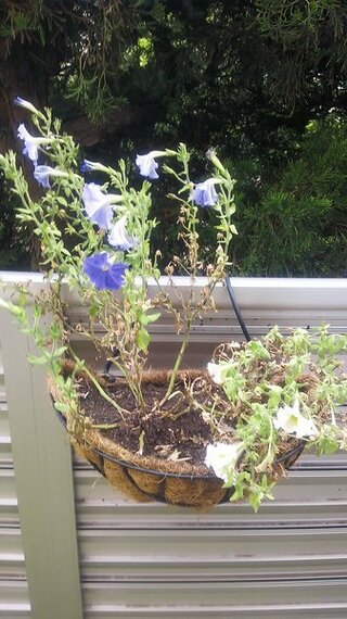 ペチュニアの茎が枯れてきました 梅雨辺りからこんな風に茎の根元１５ Yahoo 知恵袋