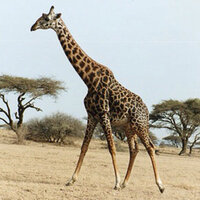 キリンが鳩を食べると聞いたのですが本当ですか 日本語版 Yahoo 知恵袋