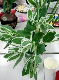 観葉植物の新しい葉が白くなっています 葉が開いた時から白いです その Yahoo 知恵袋