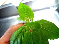 バジルの虫食いに困っています プランターで育てているバジル Yahoo 知恵袋