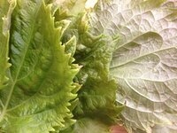 ベランダで育てている大葉 青ジソ の色が薄くなってしまいました 大葉を Yahoo 知恵袋