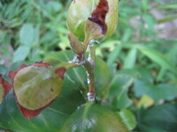木の葉の裏に無数の白いふわふわした虫が 庭の木の葉に2 Yahoo 知恵袋