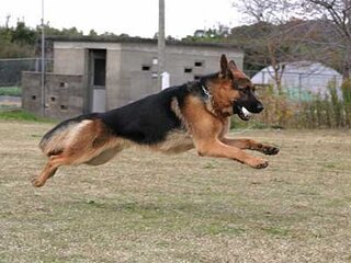 ジャーマン シェパードドッグは 警察犬 職業犬として活躍する犬種として Yahoo 知恵袋