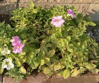 サフィニアの元気がないサフィニアの花を２ ３週間前に切り戻したのですが Yahoo 知恵袋