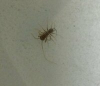 画像あり 体長4 5mmほどのこの虫は何の赤ちゃんですか 最近夜に Yahoo 知恵袋