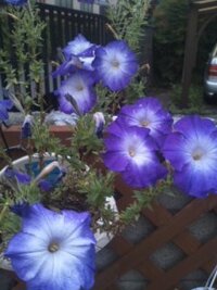 アサガオによく似た花の名前を教えて下さい ここ10年くらい前からでしょうか Yahoo 知恵袋