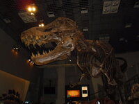 ティラノサウルスは毒があったのですか この前テレビで毒のある恐竜 Yahoo 知恵袋