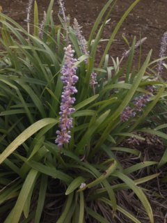 畑の横に合った紫色の花です 細長い花と葉の植物の名前おしえて下さ Yahoo 知恵袋