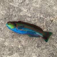 ベラ系の魚って毒とか持ってないですよね 今度釣れたら食べてみたいのですが Yahoo 知恵袋