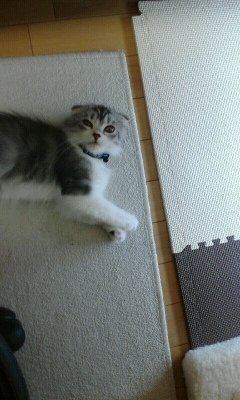 至急回答お願いします 飼い猫の片目が腫れています １週間ほど前か Yahoo 知恵袋