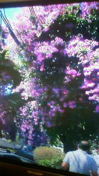 世界ふれあい街歩き って ヤラセっぽくないですか なんだか あんなことってそ Yahoo 知恵袋