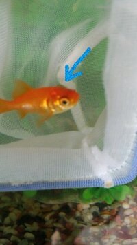 飼ってる金魚が死んだらどう処理したらよいのでしょうか １ 子供たちが遊 Yahoo 知恵袋