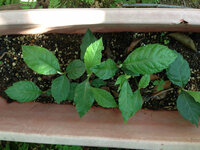 貰ったビワの種をプランターに植えておいたら芽がでてきました Yahoo 知恵袋