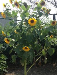 世界中のひまわりの種類を教えてください これは ヒマワリ Yahoo 知恵袋